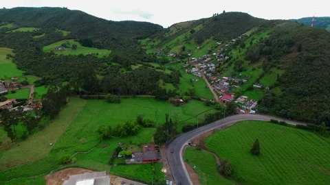 Eucalyptus forest aerial view Stock-Footage 231409802