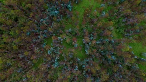 Eucalyptus forest aerial view Stock Footage 231409834