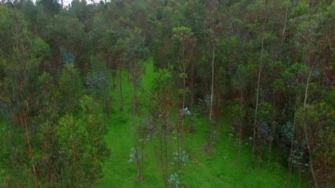 Eucalyptus forest aerial view Stock Footage 231409839