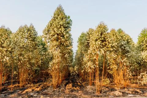 Eucalyptus forest after fire Stock Photos