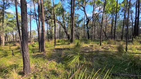 Eucalyptus Forest and Native Bushland in the Australian Outback Vidéo 345012511