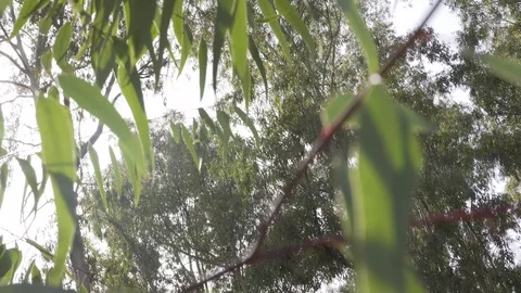 Eucalyptus forest and sunrays Stock Footage