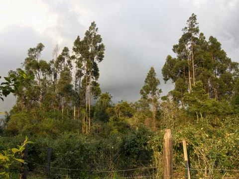 An eucalyptus forest behind an Andean raspberry cultivation, in the hillside  Stock Photos