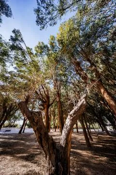 Eucalyptus Forest Canopy View Stock Photos