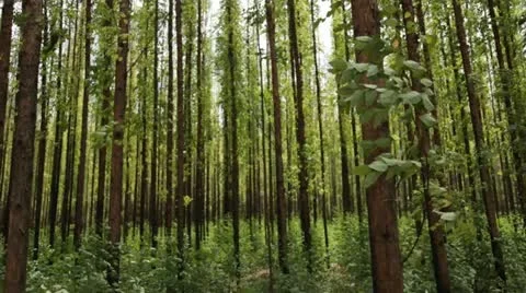 Eucalyptus forest Stock Footage 22178203