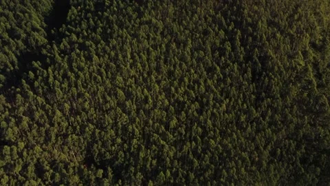 Eucalyptus forest Stock Footage 195540125