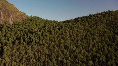 Eucalyptus forest Stock Footage 195540507