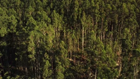 Eucalyptus forest Stock Footage 196004799