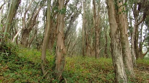 Eucalyptus Forest Video stock 254805613