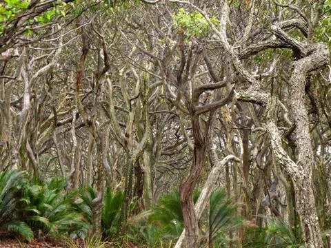 Eucalyptus forest formed by wind Stock Photos