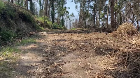 Eucalyptus forest with logging trail under blue sky 動画素材 310932135