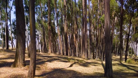 Eucalyptus forest near Cusco Stock Footage 121500635