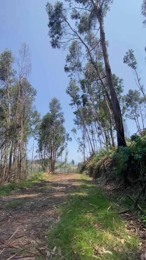 Eucalyptus forest path with clear blue sky above 🌳☀️ Stock Footage 310915496
