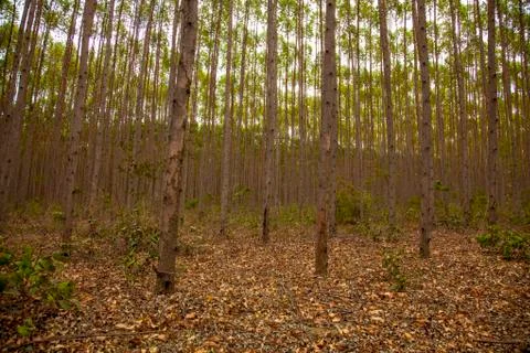 Eucalyptus forest Stock Photos