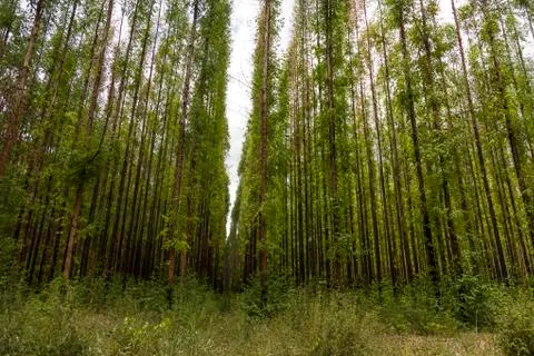 Eucalyptus forest Stock Photos