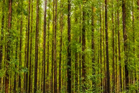 Eucalyptus forest Stock Photos