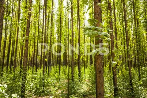 Eucalyptus forest Stock Photos