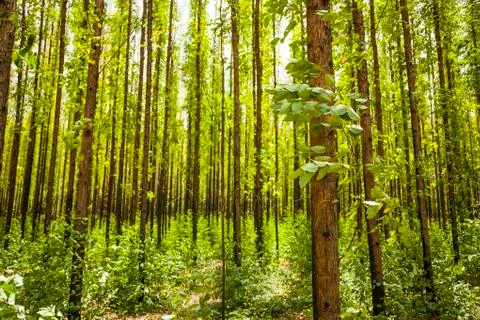 Eucalyptus forest Stock Photos