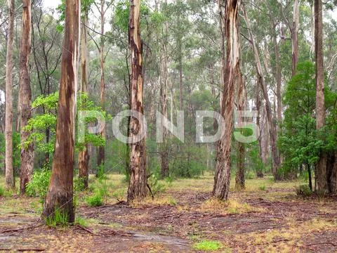Eucalyptus forest Stock Photos