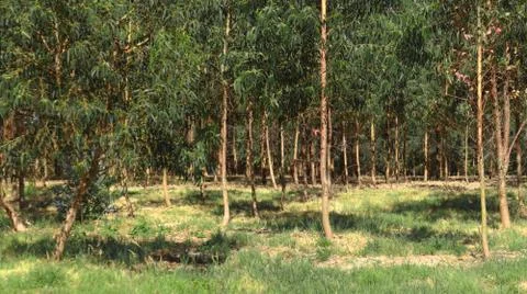 Eucalyptus forest. Stock Photos