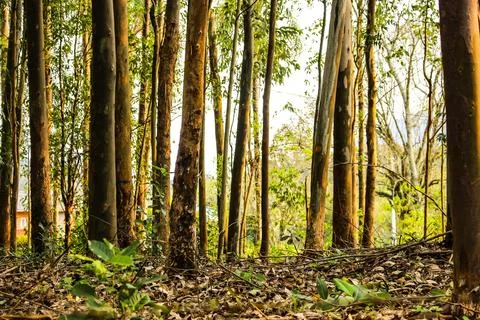 Eucalyptus forest Foto stock