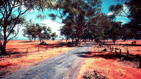Eucalyptus forest plantation and empty highway in Brazil Stock Illustration