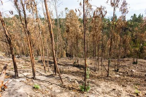 Eucalyptus forest sprouting Stock Photos
