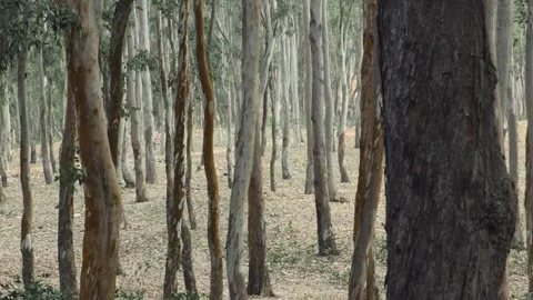 Eucalyptus forest with tall tree trunks in natural woodland landscape Video stock 341110895