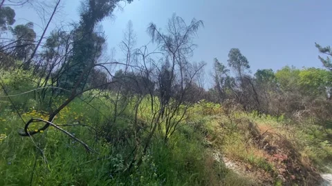 Eucalyptus forest with vibrant greenery, sunlight, and blue sky 🌳☀️ 動画素材 310931376