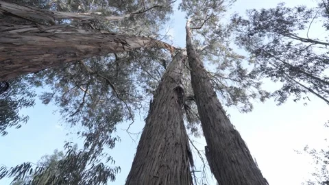 Eucalyptus globulus reaching the sky 스톡 동영상 309326767