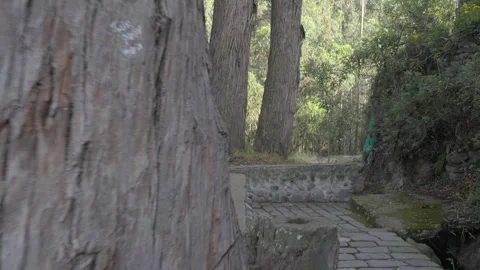 Eucalyptus globulus trees growing on a stone path 스톡 동영상 309326756