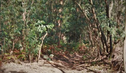 Eucalyptus grove. Stockfoto's