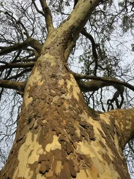 Eucalyptus Gum tree background Foto stock