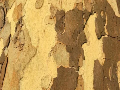 Eucalyptus Gum tree background Foto stock