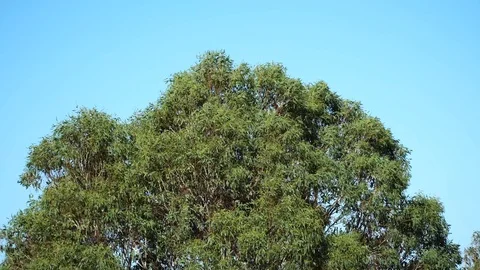 Eucalyptus gum tree canopy blowing in the wind against blue sky background. Stock Footage 111002830
