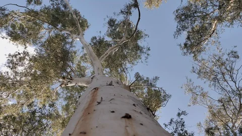 Eucalyptus gum trees gently moving in the wind with soft light in the afternoon Stock Footage 127795403