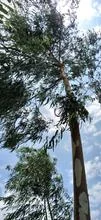 Eucalyptus horizontal Stock Photos