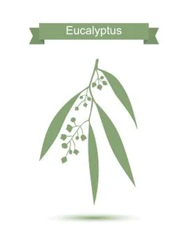 Eucalyptus. Isolated on white background Stock Illustration