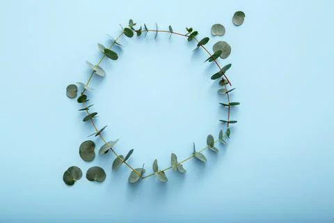 Eucalyptus leaf circle. Eucalyptus flowers frame on color blue background Stock Photos