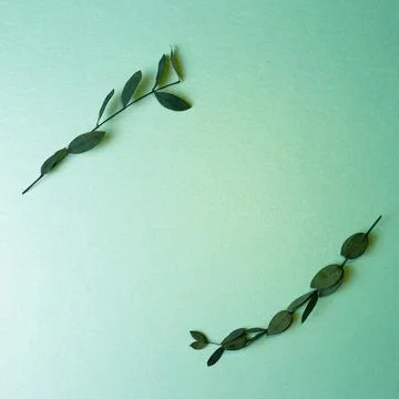 Eucalyptus leaf frame on mint green background Foto stock
