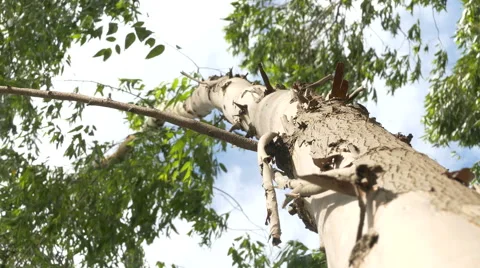 Eucalyptus leaf green tree against sky Stock Footage 52044977