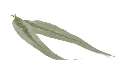 Eucalyptus leaf isolated Stock Photos
