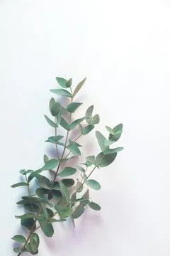 Eucalyptus leaf lay on white background. Foto stock