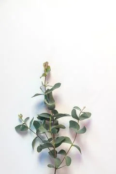 Eucalyptus leaf lay on white background. Stock Photos