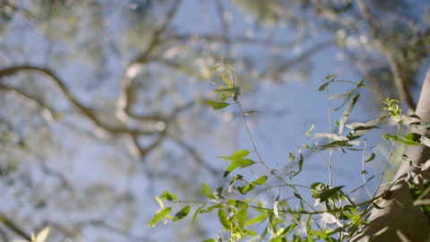 Eucalyptus Leaf, Native Tree Trunk, Australia, SA, Mt Lofty Ranges Stock Footage 236352203