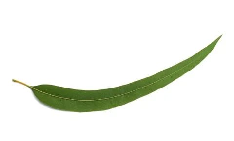 Eucalyptus leaf Stock Photos