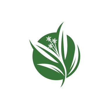 Eucalyptus leaf vector element design template Stock Illustration