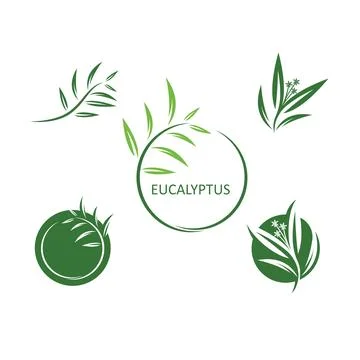Eucalyptus leaf vector element design template Stock Illustration