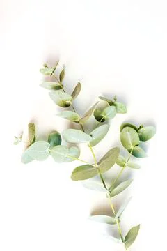 Eucalyptus leafs lay on white background. Stock Photos