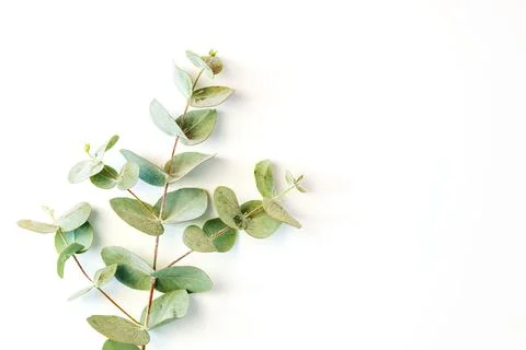 Eucalyptus leafs lay on white background. Stock Photos